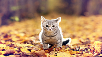 Assurance Chien-Chat | Aon